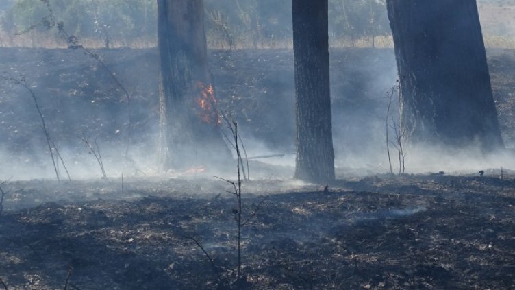 Снимка: БГНЕС