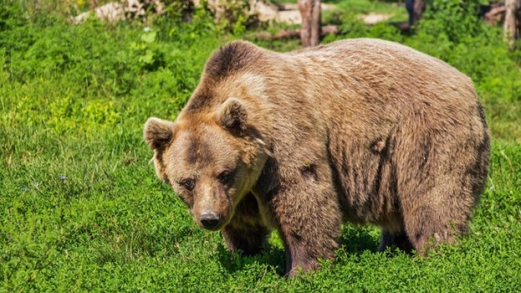 Снимка: Pixabay