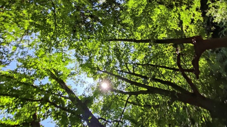 Снимка: архив, БГНЕС