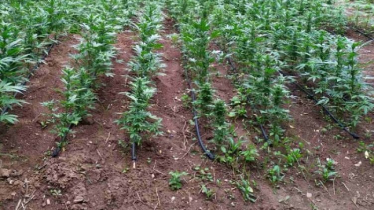 Снимка: МВР