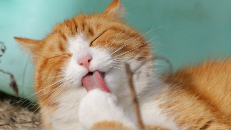 Снимка: Pixabay