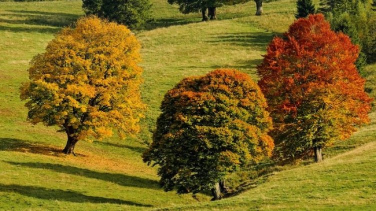 Снимка: Pixabay