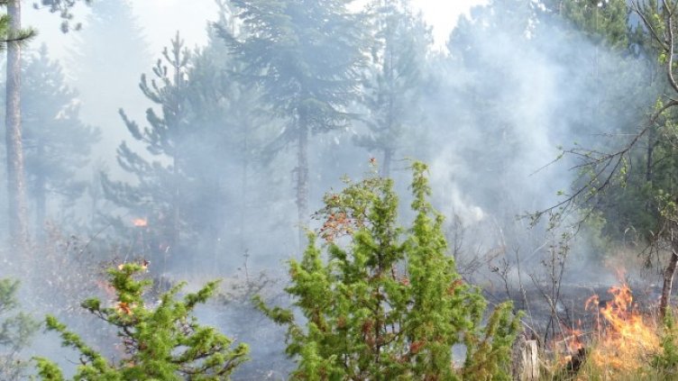 Снимка: БГНЕС