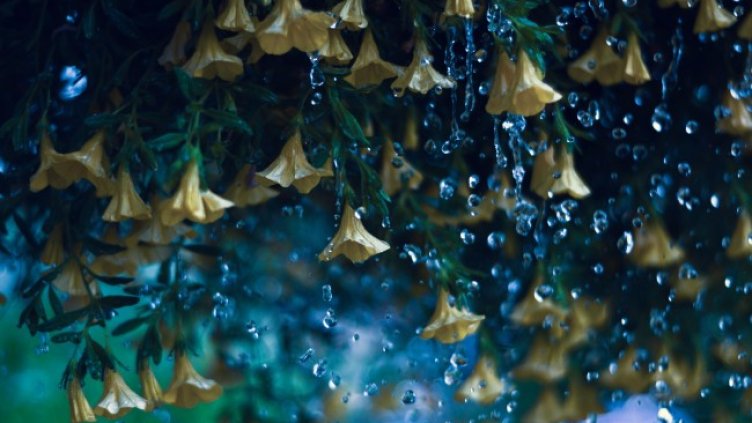 Снимка: Pixabay