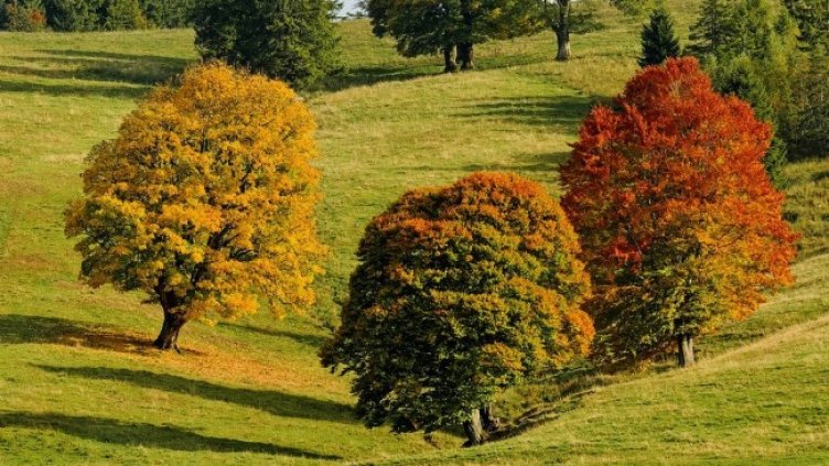 Снимка: Pixabay