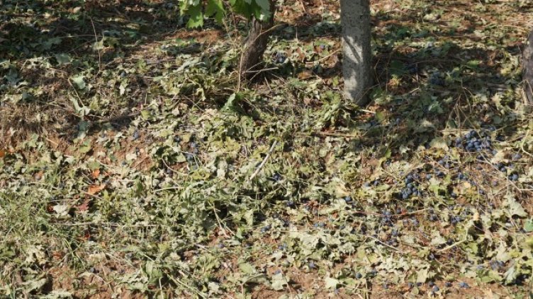 Снимка: Областна администрация - Хасково