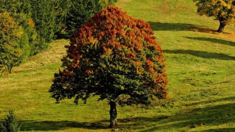 Снимка: Pixabay