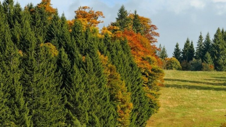 Снимка: Pixabay