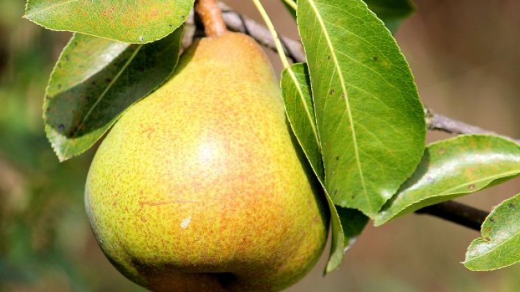 Снимка: Pixabay