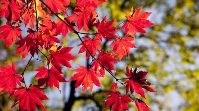 Снимка: Pixabay