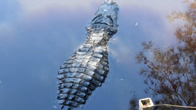 Снимка: Pixabay