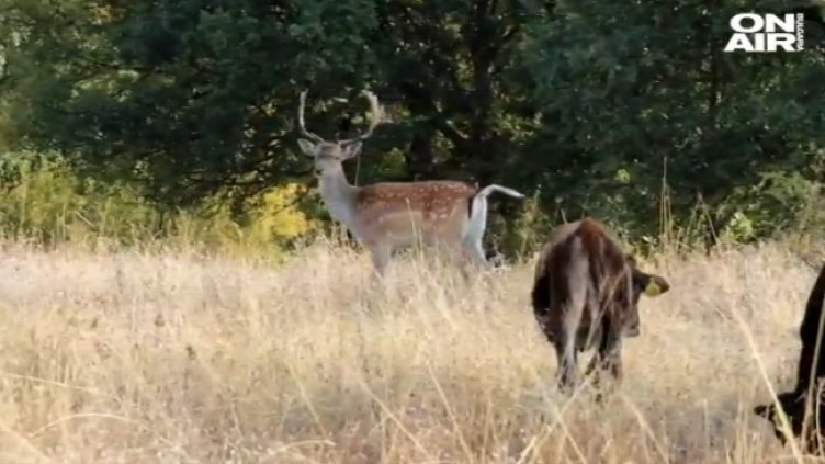 Снимка: Bulgaria ON AIR