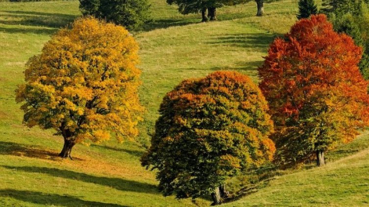 Снимка: Pixabay