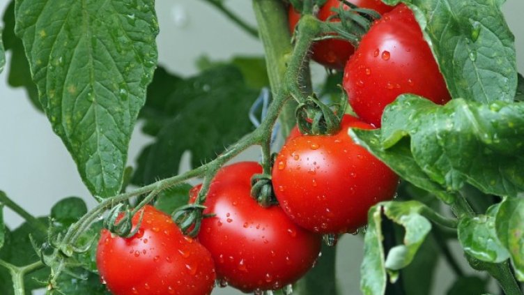 Снимка: Pixabay