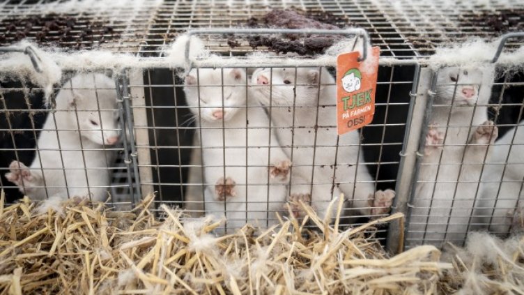 Снимка: архив, БГНЕС