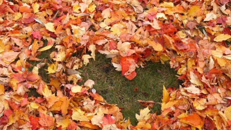 Снимка: Pixabay