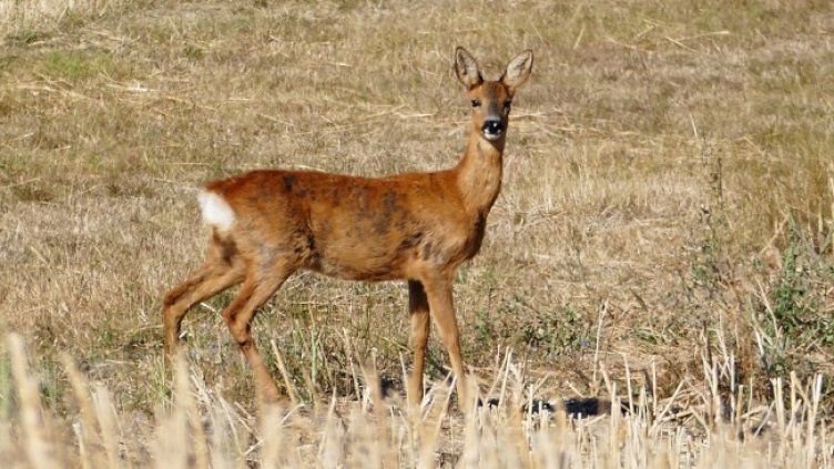 Снимка: Pixabay