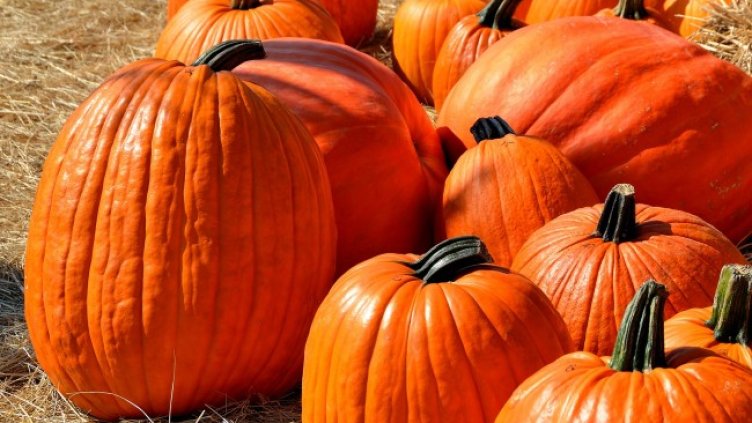 Снимка: Pixabay