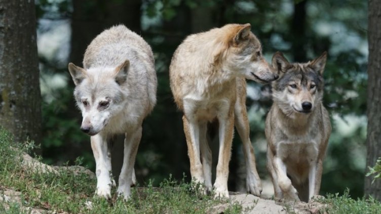 Снимка: Pixabay