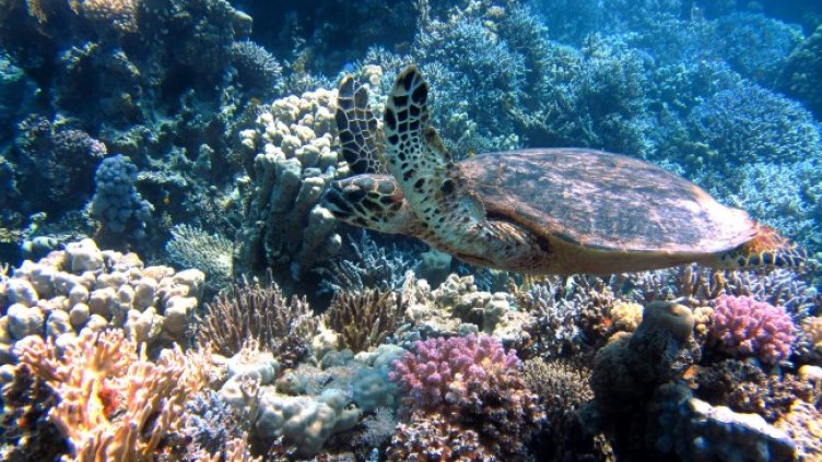 Снимка: Pixabay