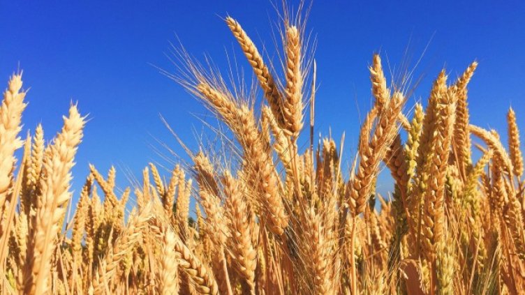 Снимка: Pixabay