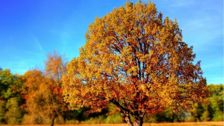 Снимка: Pixabay