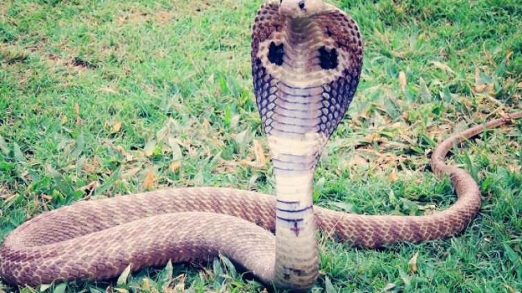 Снимка: Pixabay