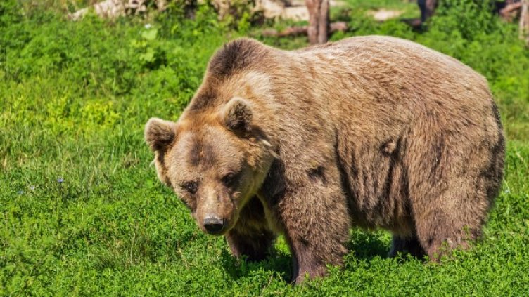 Снимка: Pixabay