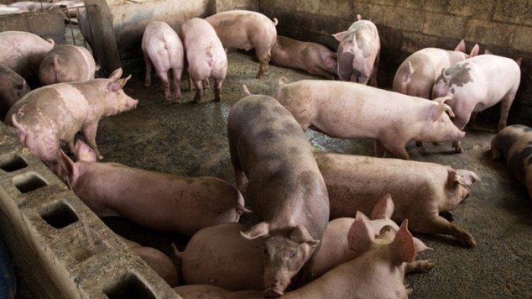 Снимка: архив, БГНЕС