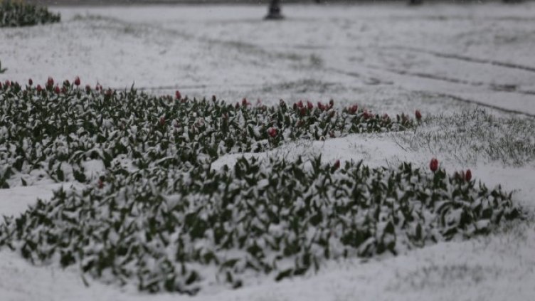 Снимка: Кадър bTV