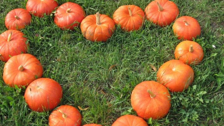 Снимка: Pixabay