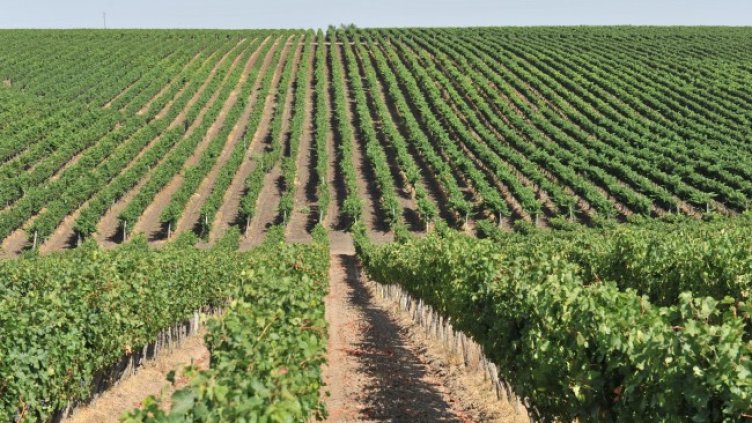 New Bloom Winery финализира най-голямата инвестиция на винения пазар за годината