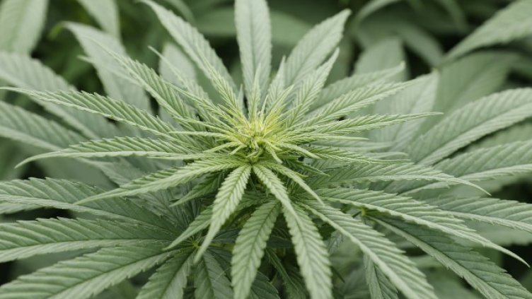 Снимка: архив, БГНЕС