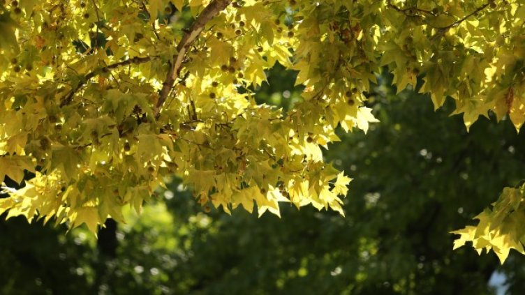 Снимка: Bulgaria ON AIR