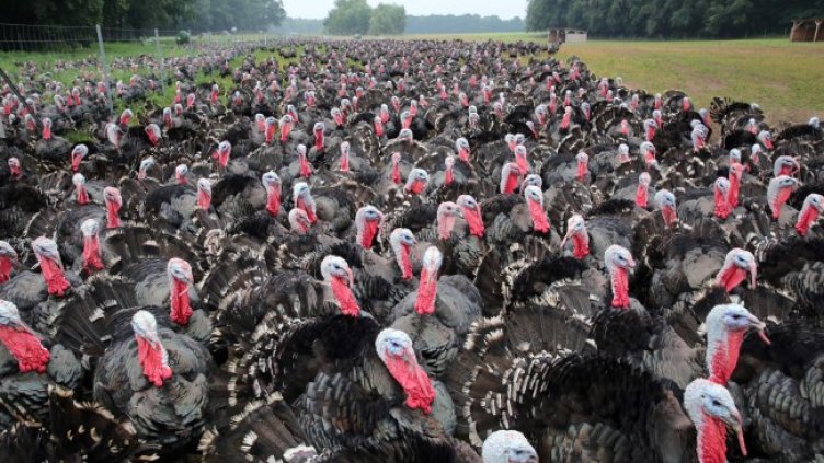 Снимка: архив, БГНЕС