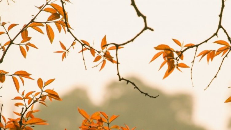 Снимка: Pixabay