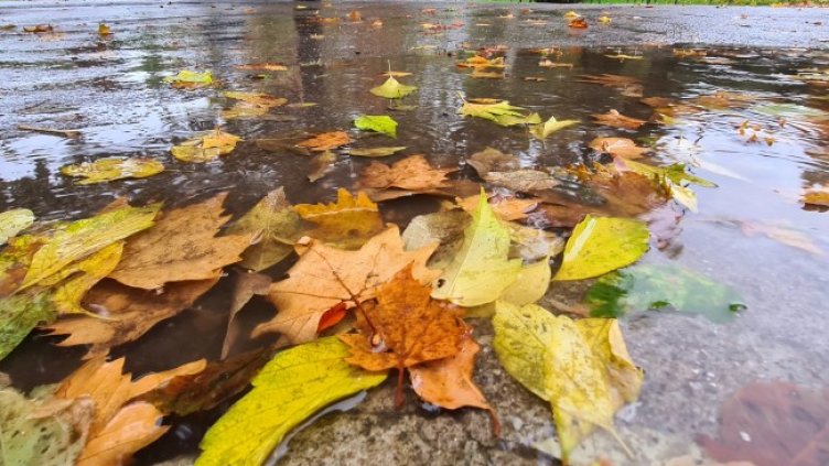 Снимка: архив, БГНЕС