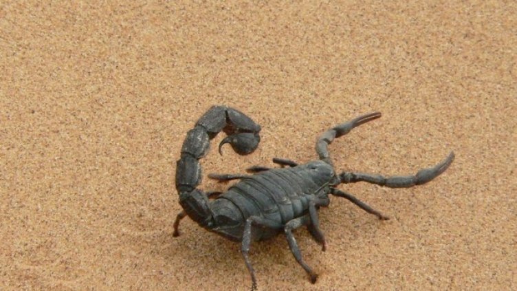 Снимка: Pixabay