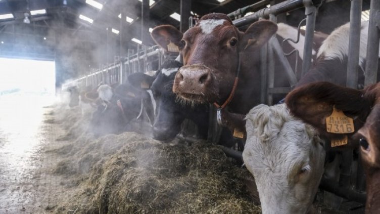 Снимка: БГНЕС