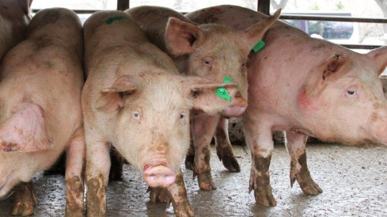 Снимка: архив, БГНЕС