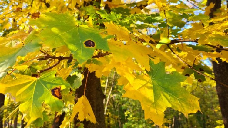 Снимка: архив, БГНЕС