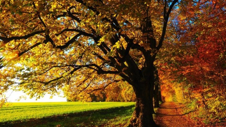 Снимка: Pixabay