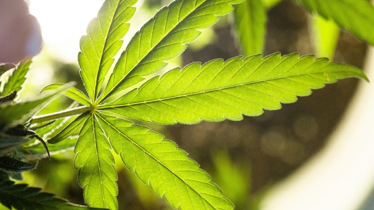 Снимка: Pixabay