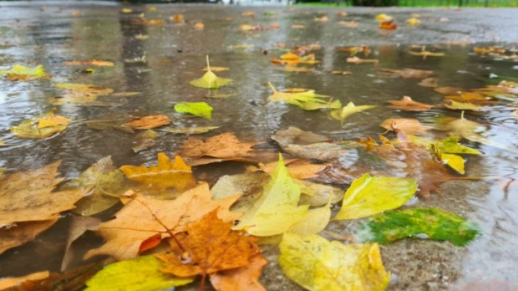 Снимка: архив, БГНЕС