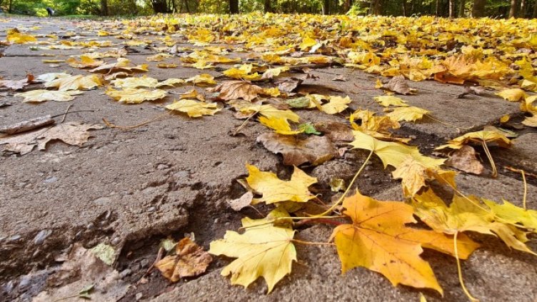 Снимка: архив, БГНЕС