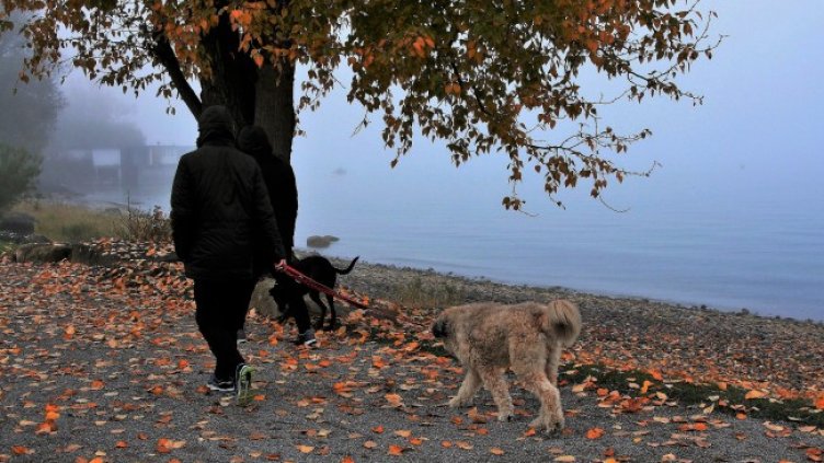 Снимка: Pixabay