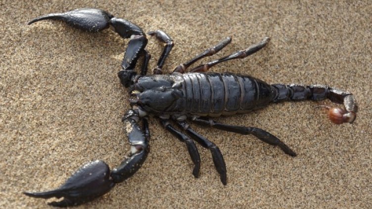 Снимка: Pixabay