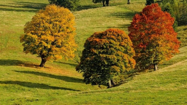 Снимка: Pixabay