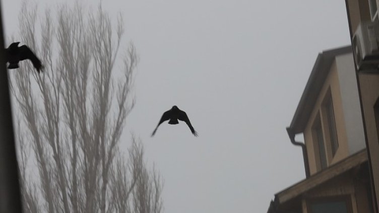 Снимка: архив, БГНЕС