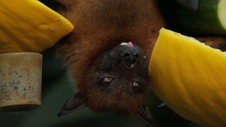 Снимка: Pexels